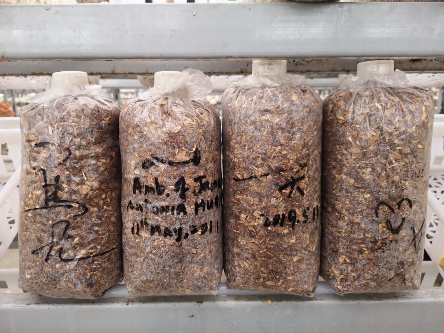 《大美湖北》隨州站殺青!裕國香菇產業園成重要取景地!